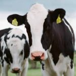 Illinois dairy producers testify at FMMO pricing formula hearing