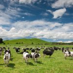 Kiwi farmers