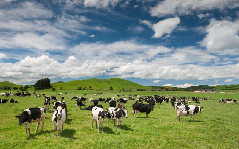 Kiwi farmers