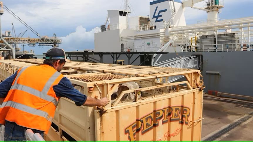 Cattle will be loaded at Darwin this week bound for Malaysia.