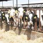 Milk reclaims No. 1 spot on county ag commodity report