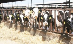 Milk reclaims No. 1 spot on county ag commodity report