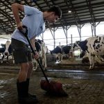 New Day Dairy GuestBarn lets visitors pitch in at Iowa dairy farm