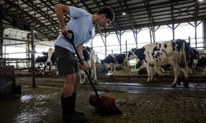 New Day Dairy GuestBarn lets visitors pitch in at Iowa dairy farm