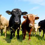 New Report by T.C. Jacoby Higher Temperatures Fire Up the Dairy Markets