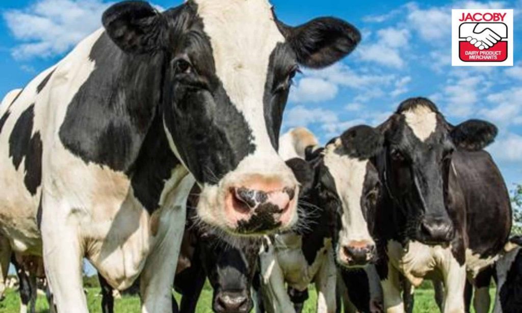 New report by T.C. Jacoby Dairy Braces for Next Heatwave