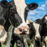 New report by T.C. Jacoby Dairy Braces for Next Heatwave