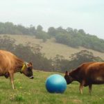 Elle and Belle bring Norco's Cow's Play to life. Picture by Norco