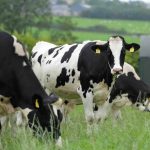 Northern Ireland farmers not being paid enough for milk