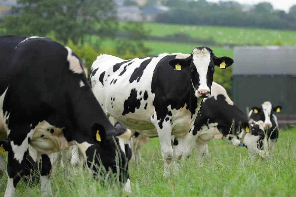 Northern Ireland farmers not being paid enough for milk