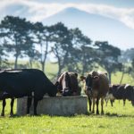 Dairy cows in the Tararua District, Manawatu