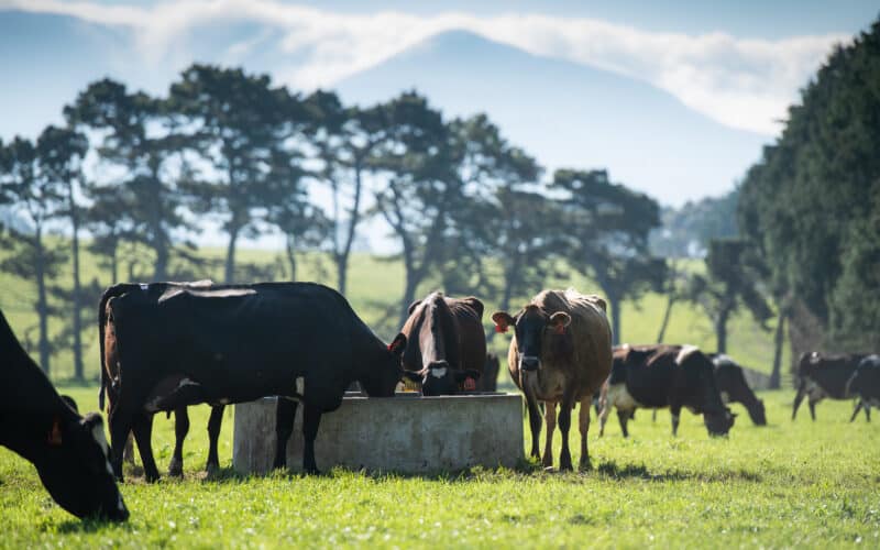 Dairy cows in the Tararua District, Manawatu