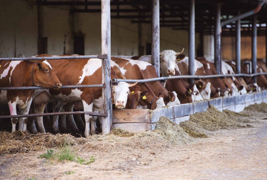 Pennsylvania Hosts U.S. Dairy Stars, Develops Future Leaders During All-American Dairy Show