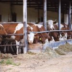 Pennsylvania Hosts U.S. Dairy Stars, Develops Future Leaders During All-American Dairy Show