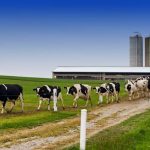 Pennsylvania dairy grant application period opens