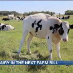 Projections of dairy in this year’s Farm Bill