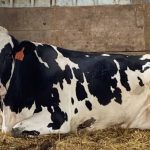 Proper Care for Non-ambulatory Dairy Animals