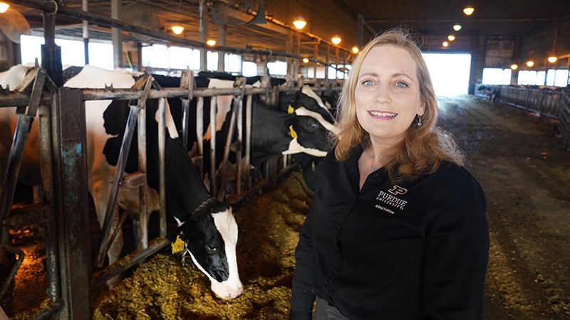 Purdue Gets $1M USDA Grant for Dairy Farm Efficiency Boost