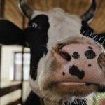 Recent Study Reveals Costly Dairy Practice Overmedicating Cows with Mastitis