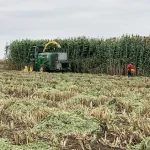 Research to explore new sorghum cultivars’ potential for beef, dairy cattle