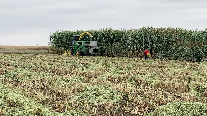 Research to explore new sorghum cultivars’ potential for beef, dairy cattle