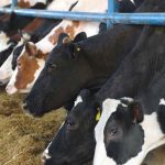 Robot milker case yields $122M