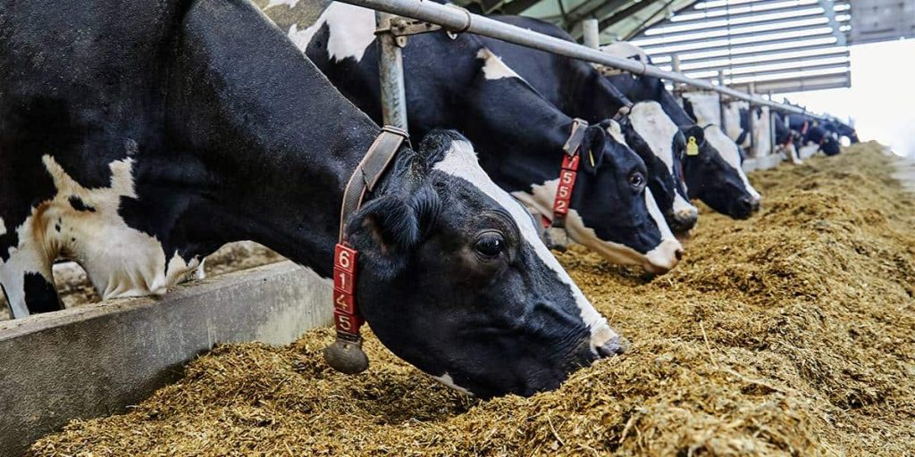 Selecting dairy sires to optimize feed efficiency