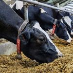 Selecting dairy sires to optimize feed efficiency