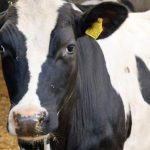 Skipton dairy farmer bids to sell milkshakes in vending machines