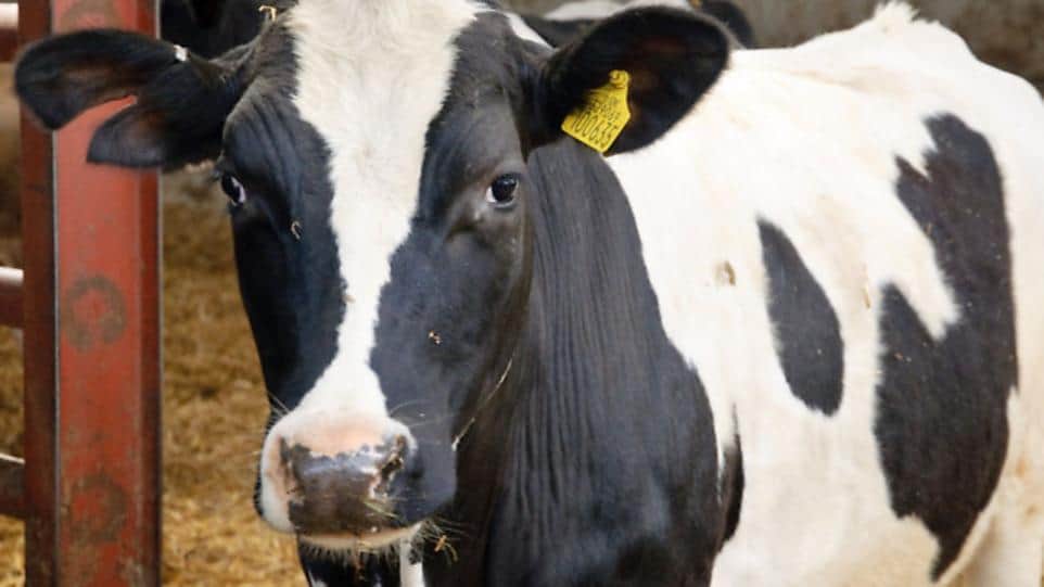 Skipton dairy farmer bids to sell milkshakes in vending machines