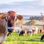 Slowing global milk production balances ‘tepid’ demand growth