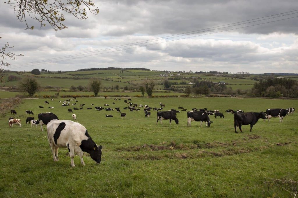 Survey indicates that many dairy farmers intend to reduce cow numbers to meet nitrates derogation