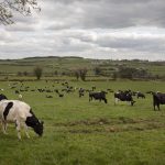 Survey indicates that many dairy farmers intend to reduce cow numbers to meet nitrates derogation