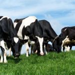 Milk prices remain finely balanced in line with global supplies