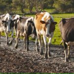 VIDEO Australia's most sustainable cows