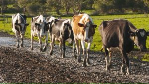 VIDEO Australia's most sustainable cows