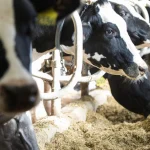 Volatile milk prices expected into 2024