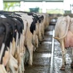 Why all herds could benefit from increased milk solids