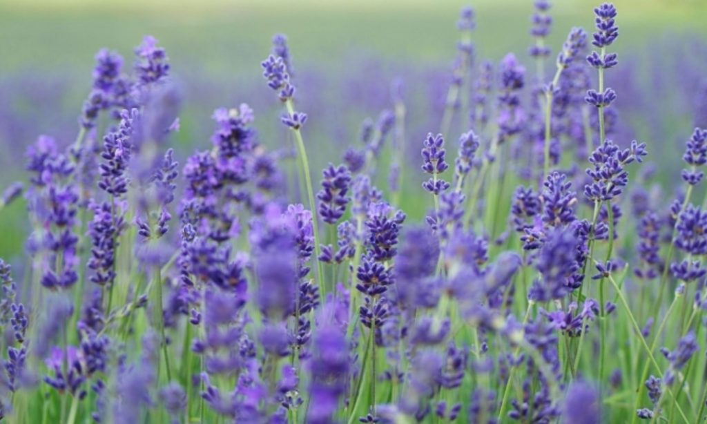 Women in Dairy Invited to Sept. 12 Lavender Tour in Centralia