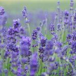 Women in Dairy Invited to Sept. 12 Lavender Tour in Centralia