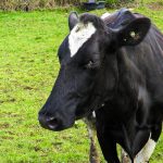 AHDB to launch a new strategic dairy farm at the end of the month