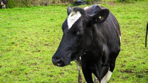 AHDB to launch a new strategic dairy farm at the end of the month