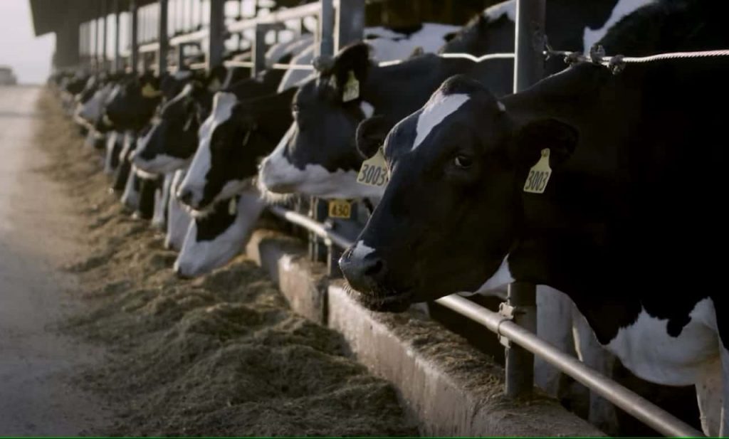 Ad of the Day Land O’Lakes short film celebrates California’s rural dairy communities