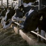 Ad of the Day Land O’Lakes short film celebrates California’s rural dairy communities