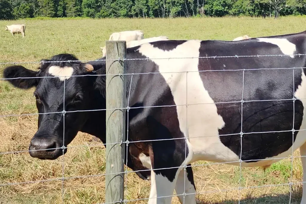 Alabama farmers face mental health crisis as dairy farms dry up