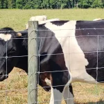 Alabama farmers face mental health crisis as dairy farms dry up