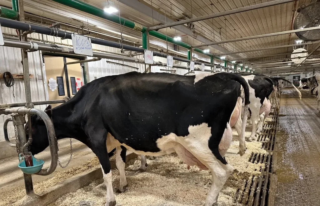 Alberta startup using tech and AI to track dairy cow health