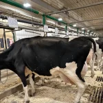 Alberta startup using tech and AI to track dairy cow health