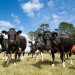 Breakeven milk price forecast up 21c