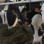 Canadian government launches promised $333 million program to help dairy processors deal with SNF surplus